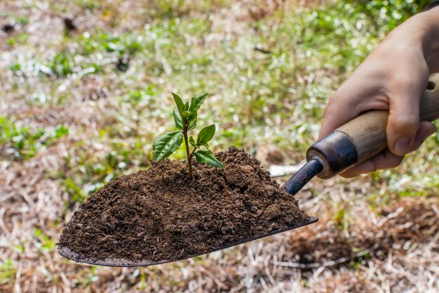 Grüne gartenschaufel auf unschärfenaturhintergrund mit junger pflanze