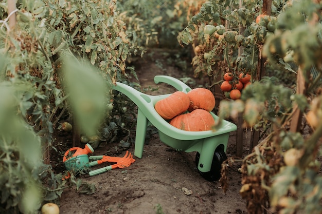 Grüne Gartenschubkarre mit Kürbisernte steht auf Tomatenplantage-Gartengeräte-Gewächshaus