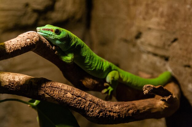 Grüne Gecko-Eidechse sitzt auf einem Zweig in der Nähe