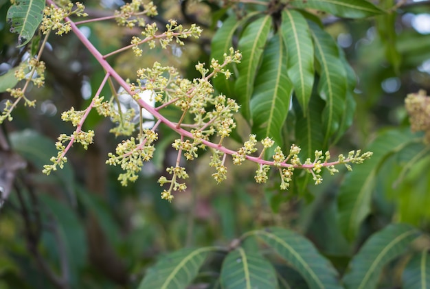 Grüne gelbe Mangoblumen auf dem Baum