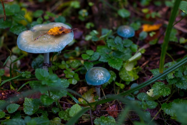 Grüne giftige Giftpilze im Herbstwald. Gelbes Laub und Pilze