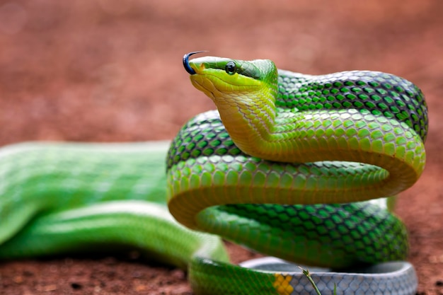 Grüne Gonyosoma-Schlange, die sich umschaut