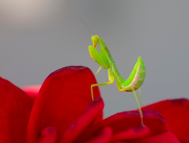 Grüne Gottesanbeterin Mantodea posiert unter roten Rosen