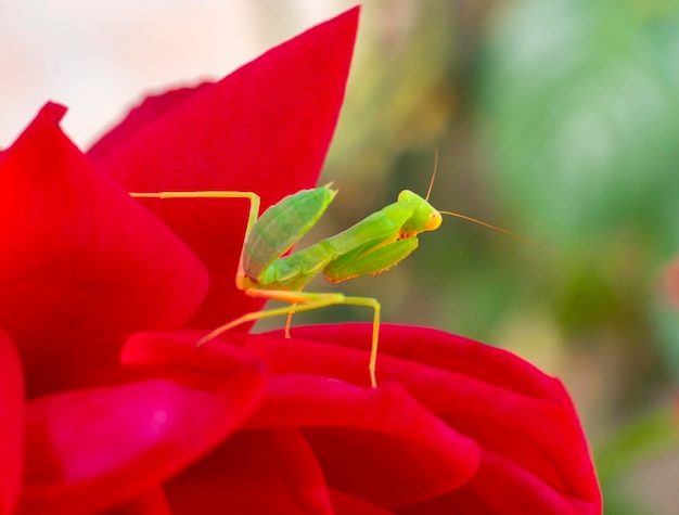 Grüne Gottesanbeterin Mantodea posiert unter roten Rosen