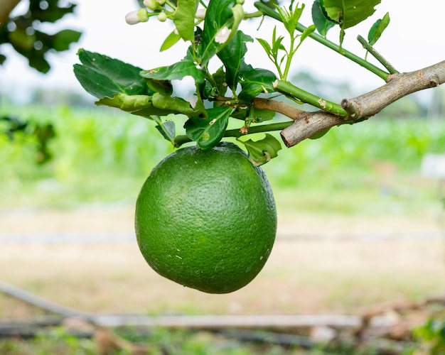 Grüne Grapefruit hängt am Zweig herunter