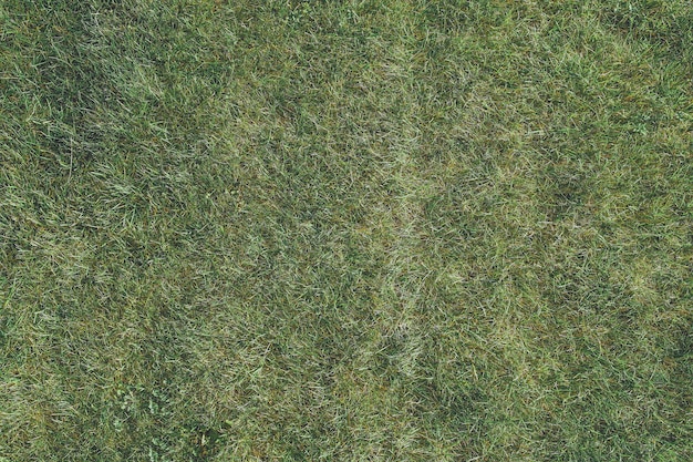 Grüne Gras Textur.