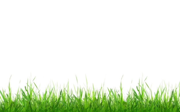 grüne Gras
