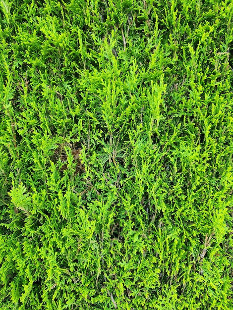 grüne Gras