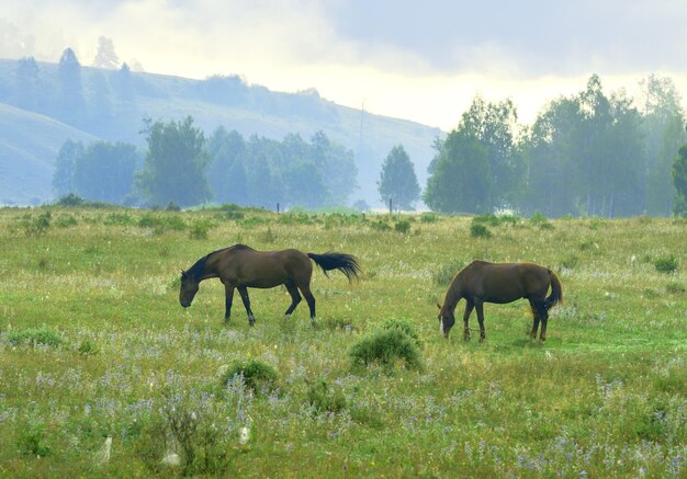 Grüne Grasbäume im Nebel auf einem verschwommenen Hintergrund Altai Sibirien Russland