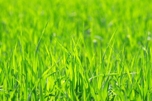 Grüne Grasbeschaffenheit von einem Feld