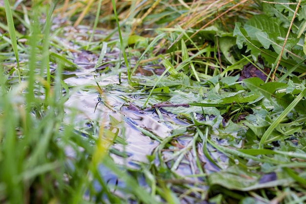 Grüne Grasblätter in einer Pfütze aus nächster Nähe