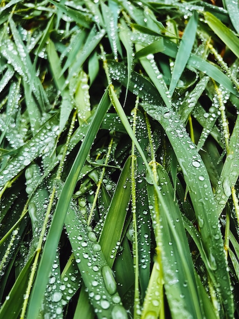 Grüne Grasblätter nach der Regennahaufnahme. Natürlicher Hintergrund.