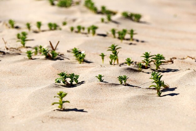 Grüne Graspflanzen auf dem gelben Sand der Strandnahaufnahmen