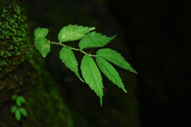 grüne grüne Natur