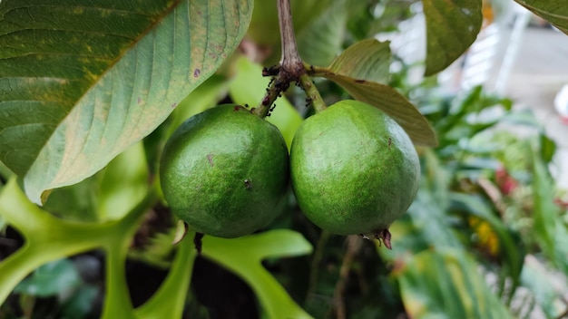 grüne Guavablätter mit einigen schwarzen Ameisen