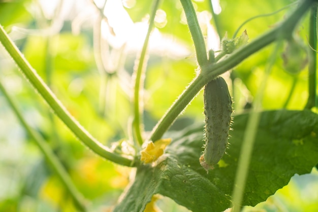 Foto grüne gurke auf dem bauernhof gurkenpflanze aus nächster nähe im garten trifft die sonne öko-produkt hausgemachte gurken