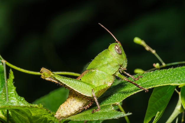 Grüne Heuschrecke auf Blatt