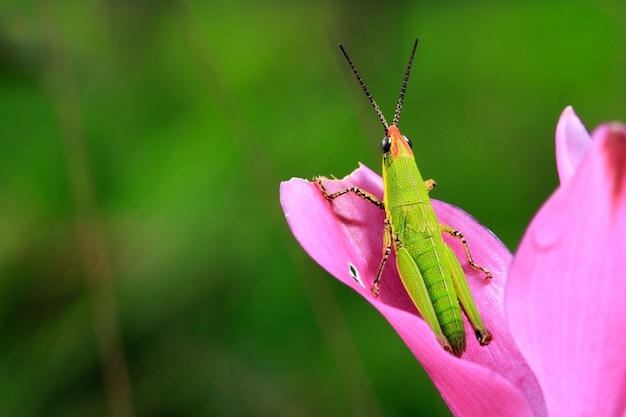 Grüne Heuschrecke auf Blume