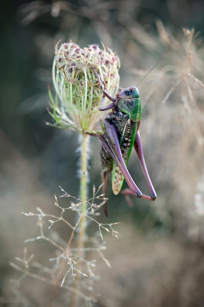 Foto grüne heuschrecke, die auf der schönen trockenen pflanze im schönen wiesenhintergrund sitzt