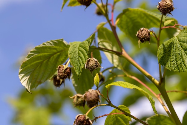 Grüne Himbeeren bei windigem Wetter im Garten