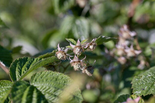 grüne Himbeersträucher mit unreifen grünen Beeren, Himbeerstrauch mit grünem Laub und Beeren zu Beginn der Sommersaison