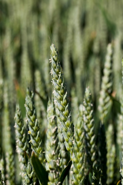 Grüne Ährchen aus unreifem Weizen auf einem Feld, einem landwirtschaftlichen Feld, auf dem Getreideweizen wächst