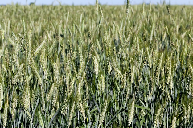 Grüne Ährchen aus unreifem Weizen auf einem Feld, einem landwirtschaftlichen Feld, auf dem Getreideweizen wächst