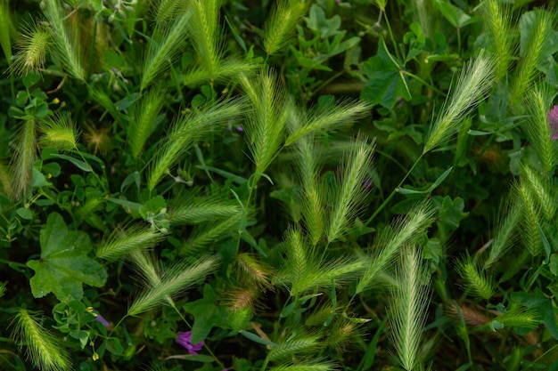 Grüne Ährchen und Gras von oben