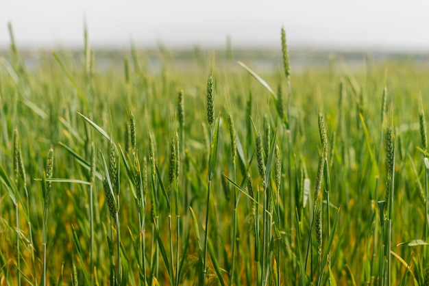 Grüne Ährchen von Weizen im Feld