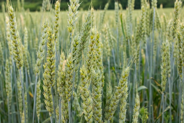 Grüne Ährchen von Weizen im Feld