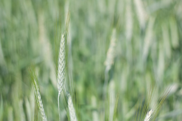 Grüne Ähre im Sommer