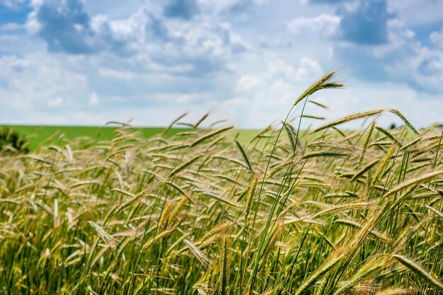 Grüne Ähren reifen auf dem Feld. Nahaufnahme von Getreide. Getreidepflanzen, die auf einem Feld in Nahaufnahme wachsen