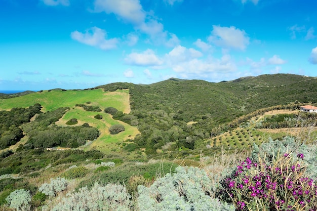 Grüne Hügel an einem bewölkten Tag in Sardinien Italien