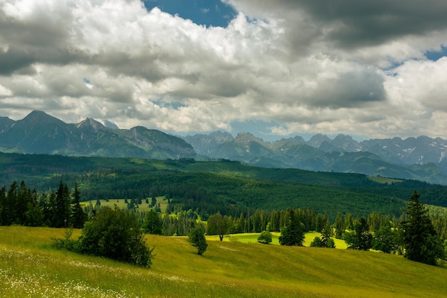 Grüne Hügel der Tatra mit Wiesen und wilden Wäldern im Sommer