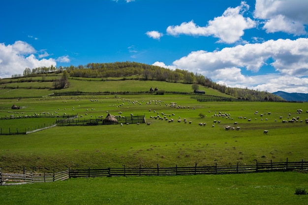 Grüne Hügel und schöner Himmelsnaturlandschaftshintergrund