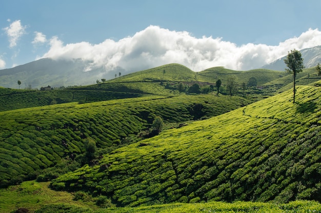 Grüne Hügel von Teeplantagen in Munnar