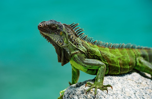 Foto grüne iguana, auch bekannt als amerikanische iguana, ist eine pflanzenfressende eidechsenart der gattung iguana