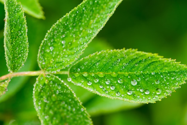 Grüne junge Blätter mit Wassertropfen