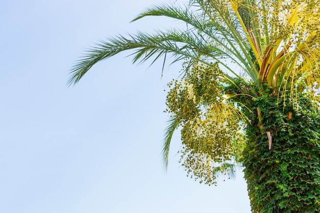 Grüne junge Daten an einer Palme gegen blauen Himmel. Nahansicht