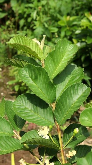 Grüne junge Guava-Pflanzenblätter im Garten Guava-Blätter sind traditionelle Kräuterzutaten