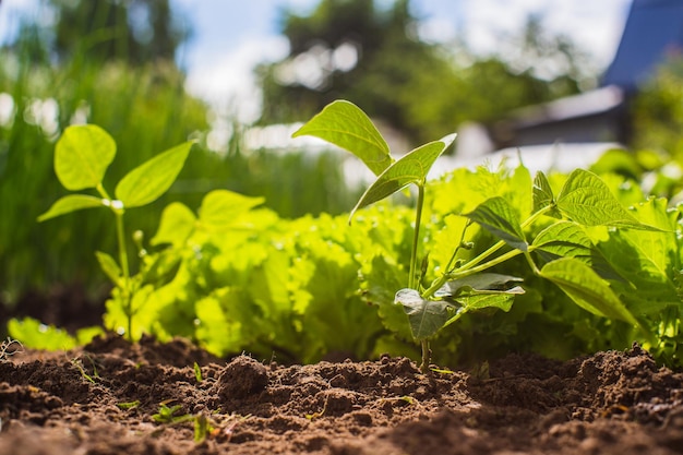 Grüne junge Pfeffersprossen Nahaufnahme an einem Sommertag in einem ländlichen Garten Landwirtschaftliche Pflanze, die in der Bettreihe wächst Grüne natürliche Nahrungspflanze