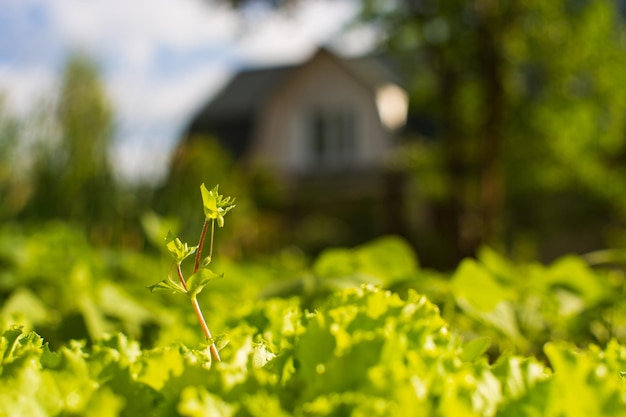 Grüne junge Salatblätter Nahaufnahme an einem Sommertag in einem ländlichen Garten Landwirtschaftliche Pflanze, die in der Bettreihe wächst Grüne natürliche Nahrungspflanze