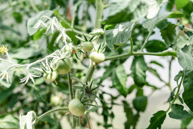 Grüne junge Tomatenpflanzen, die im Gewächshaus wachsen