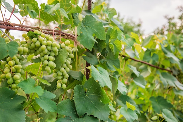 Grüne junge Weintrauben im Weinberg Beginnend mit Trauben, die auf Reben in einem Weinberg wachsen