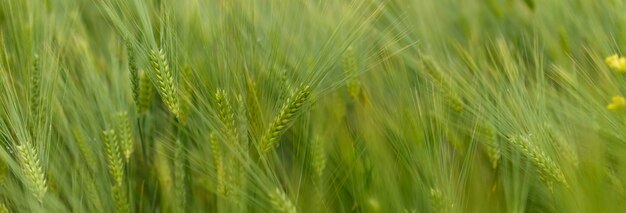 Grüne junge Weizennahaufnahme.