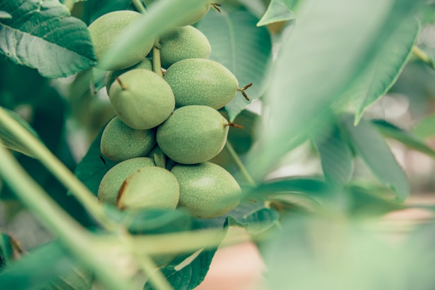 Grüne Kaffeebohnen wachsen auf einem Baum