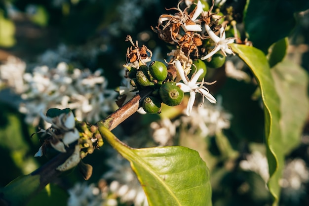 Grüne Kaffeekirschen mit weißen blühenden Blumen auf einem Zweig