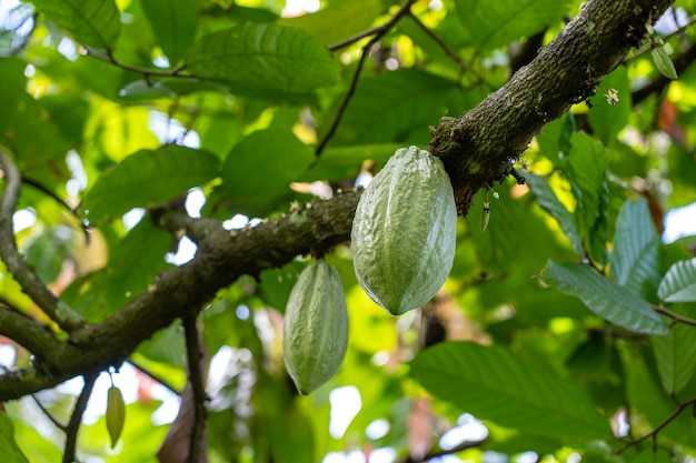 Grüne Kakaobohnen am Baum in Indonesien, Nahaufnahme