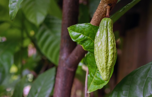 Grüne Kakaoschoten wachsen auf Bäumen. Der Kakaobaum Theobroma cacao mit Früchten aus rohem Kakao