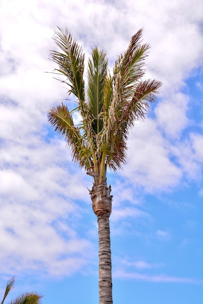 Grüne kanarische Palme auf dem Hintergrund des blauen Himmels